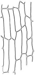 Bryoerythrophyllum recurvirostrum, lower laminal cells. Drawn from J.E. Beever 26-40, CHR 612374.
 Image: R.D. Seppelt © R.D.Seppelt All rights reserved